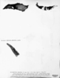 Fistulina hepatica image
